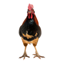 Rallidae front view full body isolate on transparency background png