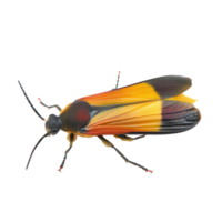 Firefly side view full body isolate on transparency background png