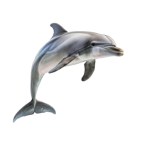 Dolphin side view full body isolate on transparency background png