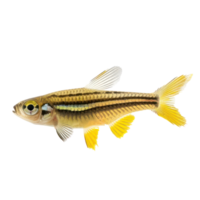 Zebra Danios fish full body isolate on transparency background png