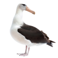 Albatross bird side view full body isolate on transparency background png