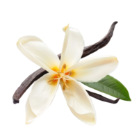 Fresh vanilla flower isolate on transparency background png