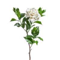 Gardenia flower front view full length isolate on transparency background png