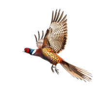 Pheasant bird fly full body isolate on transparency background png