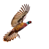 Pheasant bird fly full body isolate on transparency background png