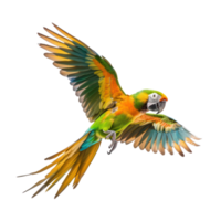 Conure bird fly full body isolate on transparency background png