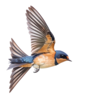 Barn swallow bird fly full body isolate on transparency background png