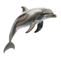 Dolphin side view full body isolate on transparency background png