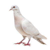 Dove side view full body isolate on transparency background png
