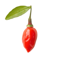 Closeup of a Goji Berry isolate on transparency background png