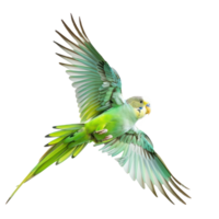 Parakeet fly full body isolate on transparency background png