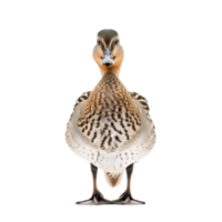 Northern pintail bird front view full body isolate on transparency background png