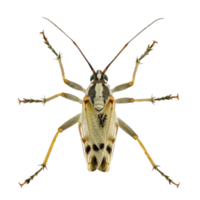 Strepsiptera front view full body isolate on transparency background png