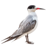 Arctic tern bird side view full body isolate on transparency background png
