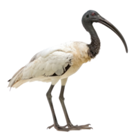 Ibis side view full body isolate on transparency background png