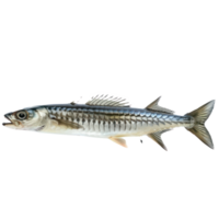 Barracuda side view full body isolate on transparency background png