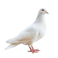 Dove side view full body isolate on transparency background png