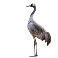 crane bird front view full body isolate on transparency background png