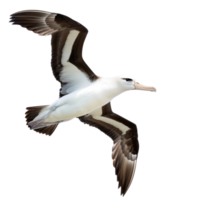 Albatross bird fly full body isolate on transparency background png