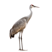 crane bird side view full body isolate on transparency background png