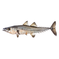 Barracuda full body isolate on transparency background png