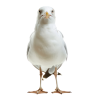 Seagull front view full body isolate on transparency background png