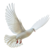 white pigeon or dove flying isolate on transparency background png