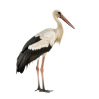 Stork side view full body isolate on transparency background png