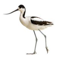 Avocet bird front view full body isolate on transparency background png