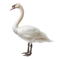Swan full body isolate on transparency background png
