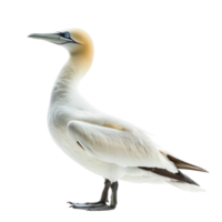 Gannet bird side view full body isolate on transparency background png