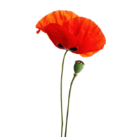 Poppy flower isolate on transparency background png