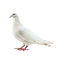Dove side view full body isolate on transparency background png