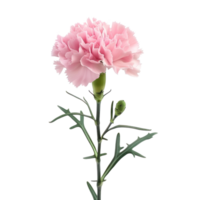 Carnation flower front view full length isolate on transparency background png