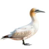 Gannet bird side view full body isolate on transparency background png