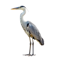 Heron bird front view full body isolate on transparency background png