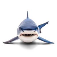 Blue shark front view full body isolate on transparency background png