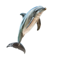 Dolphin full body isolate on transparency background png