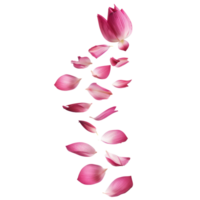 floated lotus flower petals falling isolate on transparency background png