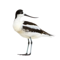 Avocet bird side view full body isolate on transparency background png