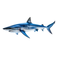 Blue shark side view full body isolate on transparency background png