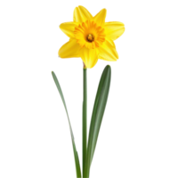 Daffodil flower front view full length isolate on transparency background png