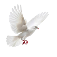 white pigeon or dove flying isolate on transparency background png