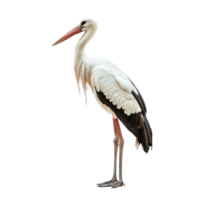 Stork side view full body isolate on transparency background png