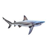 Shark full body isolate on transparency background png