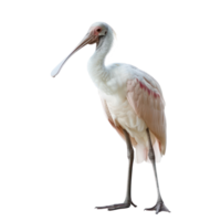 Spoonbill bird front view full body isolate on transparency background png