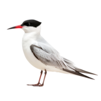 Arctic tern bird side view full body isolate on transparency background png