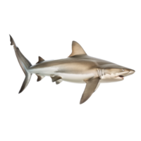 Bull Shark side view full body isolate on transparency background png