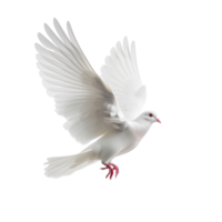 blanco Paloma o paloma volador aislar en transparencia antecedentes png
