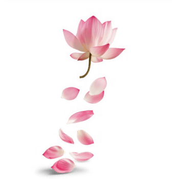 flotante loto flor pétalos que cae aislar en transparencia antecedentes png